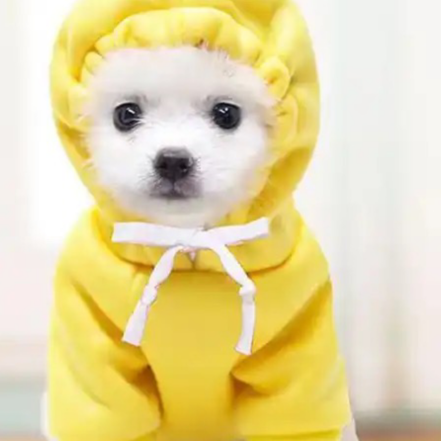 Cute Dog Hoodie Pet Fruit Clothes for Halloween, Christmas, birthday, wedding, parade, photo shooting, weekend party or daily wear.